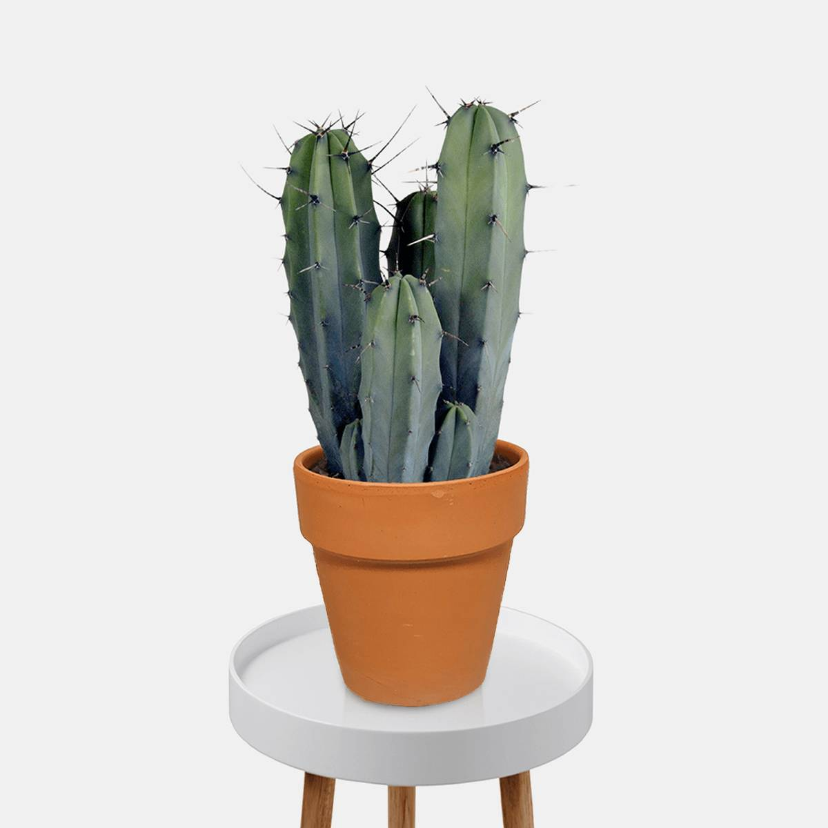 Kaspar der Kaktus-FALSE-Botanicly