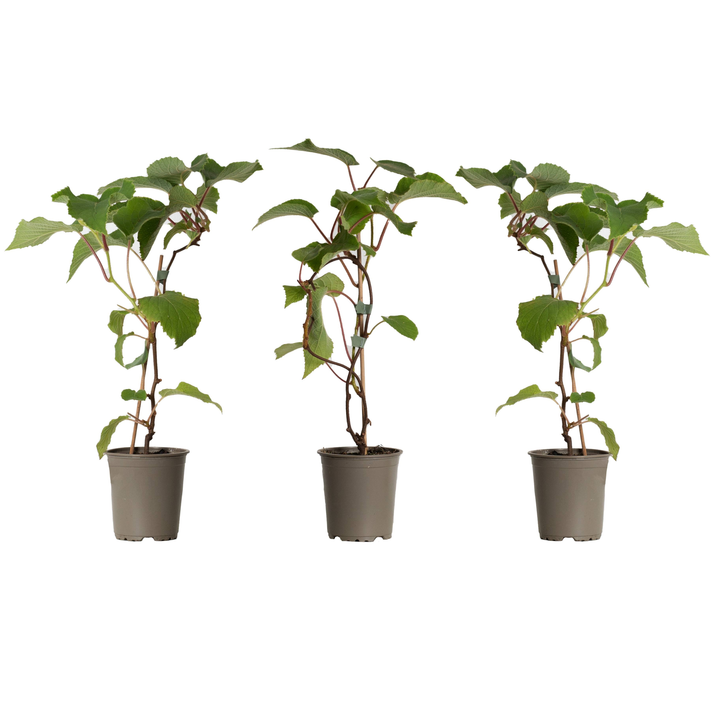Kiari die Kiwi- 3 Pflanzen-Topfpflanzen-Botanicly