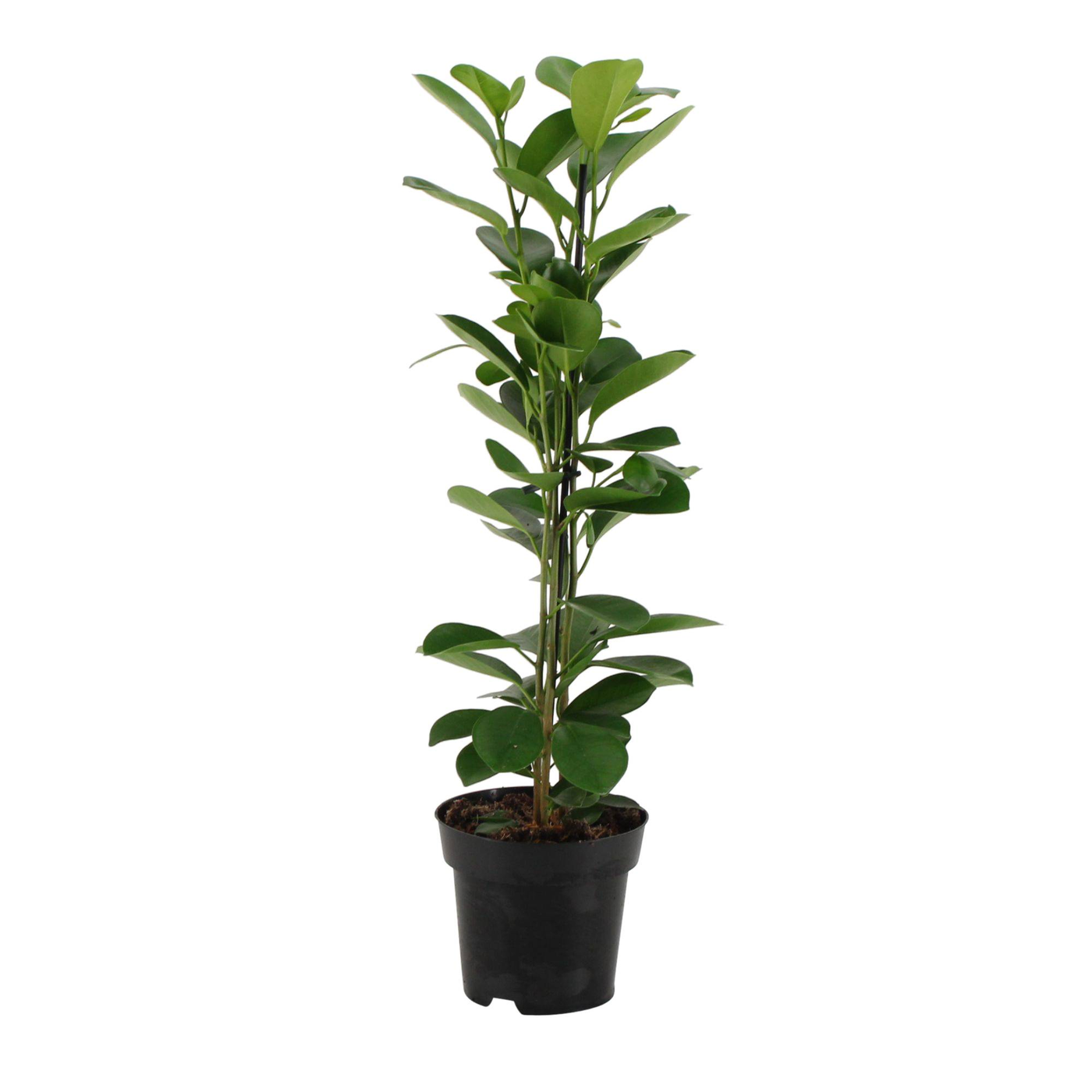 Lorbeer-Feige (Ficus Moclame) - Nachhaltige Zimmerpflanzen kaufen Botanicly Foto 2