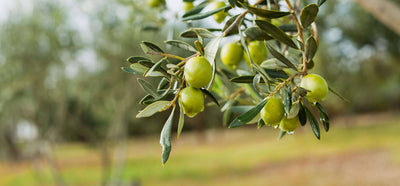 b13283p olea europaea olivenbaum kaufen Foto-5