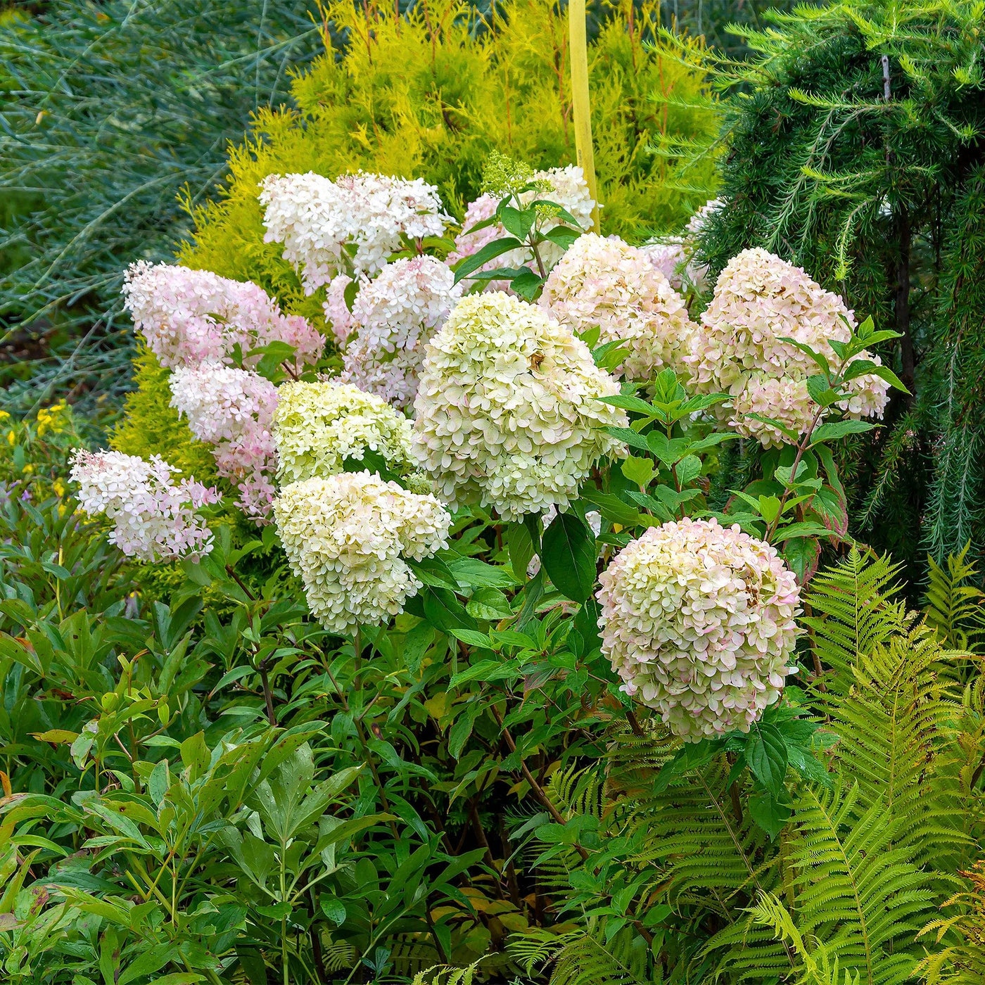Rispen-Hortensie (Hydrangea Paniculata Phantom) - Nachhaltige Zimmerpflanzen kaufen Botanicly Foto 5