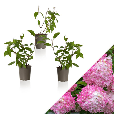 Rispen-Hortensie Pink (Hydrangea Paniculata Pink Lady) - Nachhaltige Zimmerpflanzen kaufen Botanicly Foto 1