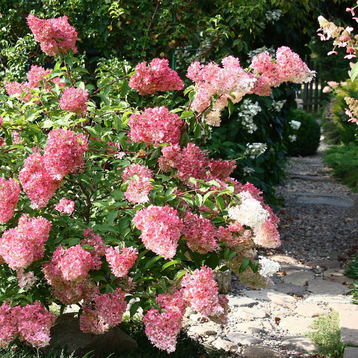 Rispen-Hortensie Pink (Hydrangea Paniculata Pink Lady) - Nachhaltige Zimmerpflanzen kaufen Botanicly Foto 5