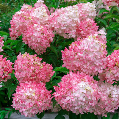 Rispen-Hortensie Pink (Hydrangea Paniculata Pink Lady) - Nachhaltige Zimmerpflanzen kaufen Botanicly Foto 4