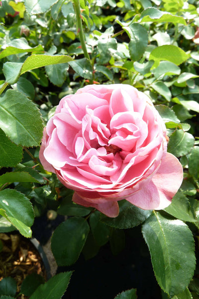p rosa leonardo da vinci floribunda rose kaufen Foto-1