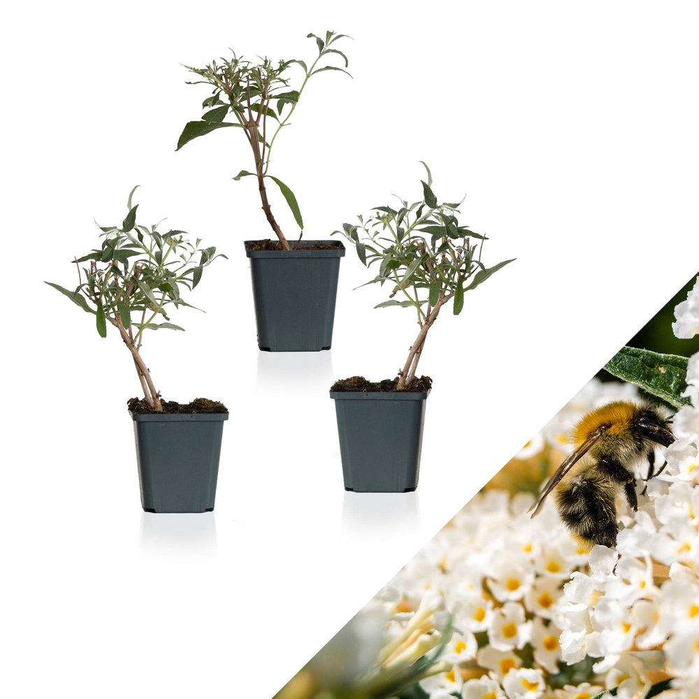 Schmetterlingsflieder Weiß (Buddleja Davidii White Profusion) - Nachhaltige Zimmerpflanzen kaufen Botanicly Foto 1