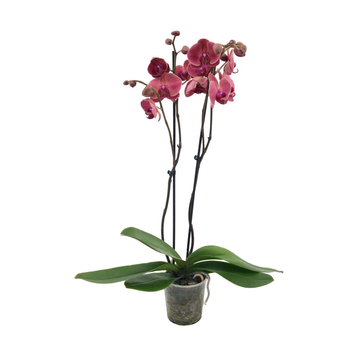 Schmetterlingsorchidee Rosa (Phalaenopsis Amabilis Asian Coral) - Nachhaltige Zimmerpflanzen kaufen Botanicly Foto 2