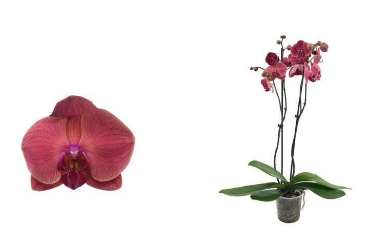 Schmetterlingsorchidee Rosa (Phalaenopsis Amabilis Asian Coral) - Nachhaltige Zimmerpflanzen kaufen Botanicly Foto 1