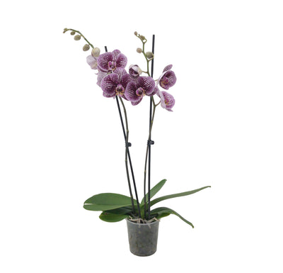 Schmetterlingsorchidee Rosa Gelb (Phalaenopsis Amabilis Black Stripes) - Nachhaltige Zimmerpflanzen kaufen Botanicly Foto 2