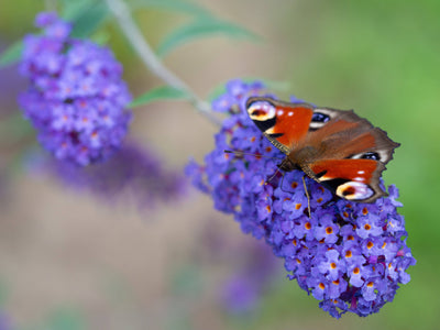 Schmetterlingsflieder Mehrfarbig (Buddleja Davidii Nanho Blue, Pink Delight, White Profusion) - Nachhaltige Zimmerpflanzen kaufen Botanicly Foto 5