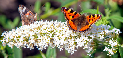 Schmetterlingsflieder Mehrfarbig (Buddleja Davidii Nanho Blue, Pink Delight, White Profusion) - Nachhaltige Zimmerpflanzen kaufen Botanicly Foto 6