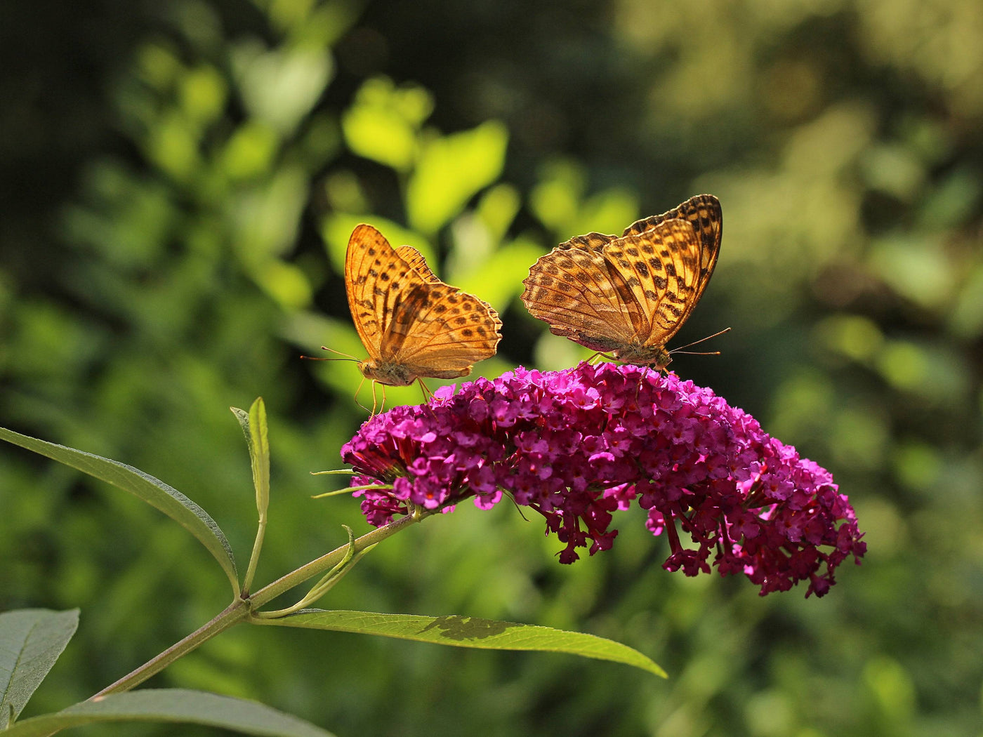 Schmetterlingsflieder Mehrfarbig (Buddleja Davidii Nanho Blue, Pink Delight, White Profusion) - Nachhaltige Zimmerpflanzen kaufen Botanicly Foto 7