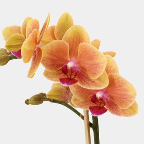 Samira die Schmetterlingsorchidee-FALSE-Botanicly