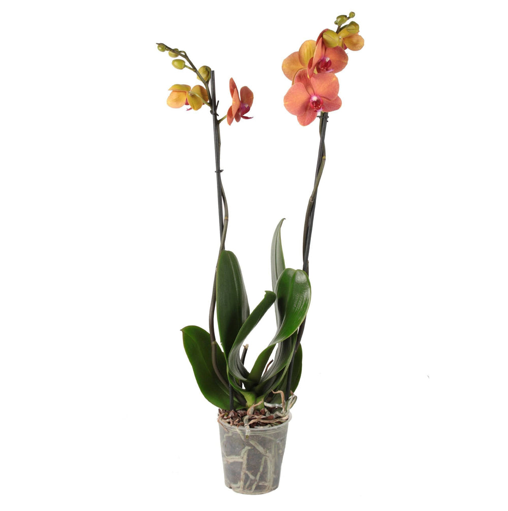 Schmetterlingsorchidee Creme Orange (Phalaenopsis Amabilis Surfsong) - Nachhaltige Zimmerpflanzen kaufen Botanicly Foto 2