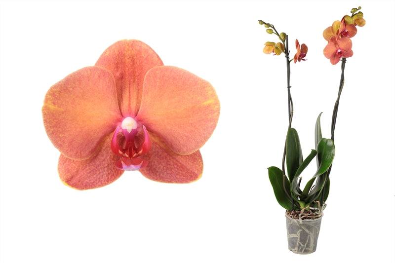Schmetterlingsorchidee Creme Orange (Phalaenopsis Amabilis Surfsong) - Nachhaltige Zimmerpflanzen kaufen Botanicly Foto 1