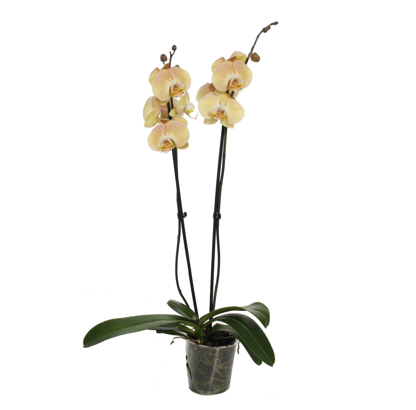 Schmetterlingsorchidee Creme Weiß (Phalaenopsis Amabilis Champagne) - Nachhaltige Zimmerpflanzen kaufen Botanicly Foto 2