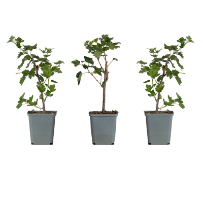 Sofja die Stachelbeere Grün- 3 Pflanzen-Topfpflanzen-Botanicly