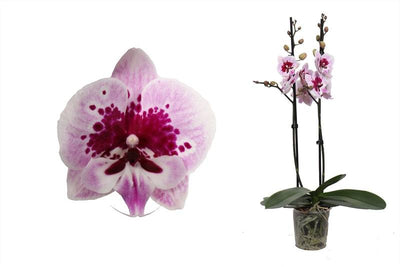 Schmetterlingsorchidee Weiß Mit Rosa Muster (Phalaenopsis Amabilis Aladdin) - Nachhaltige Zimmerpflanzen kaufen Botanicly Foto 1