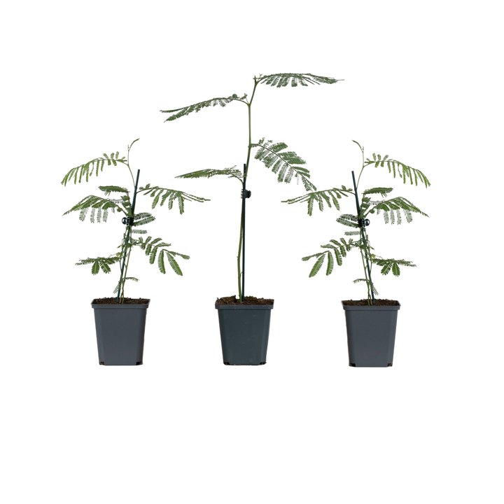 Silber-Akazie (Acacia Dealbata) - Nachhaltige Zimmerpflanzen kaufen Botanicly Foto 2