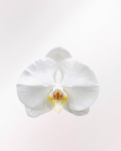 Svea - Maanorchidee roze en wit