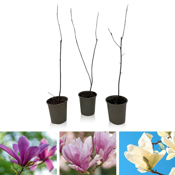 jap magnolia soulangeana susan stellata tulpen magnolie kaufen Foto-1
