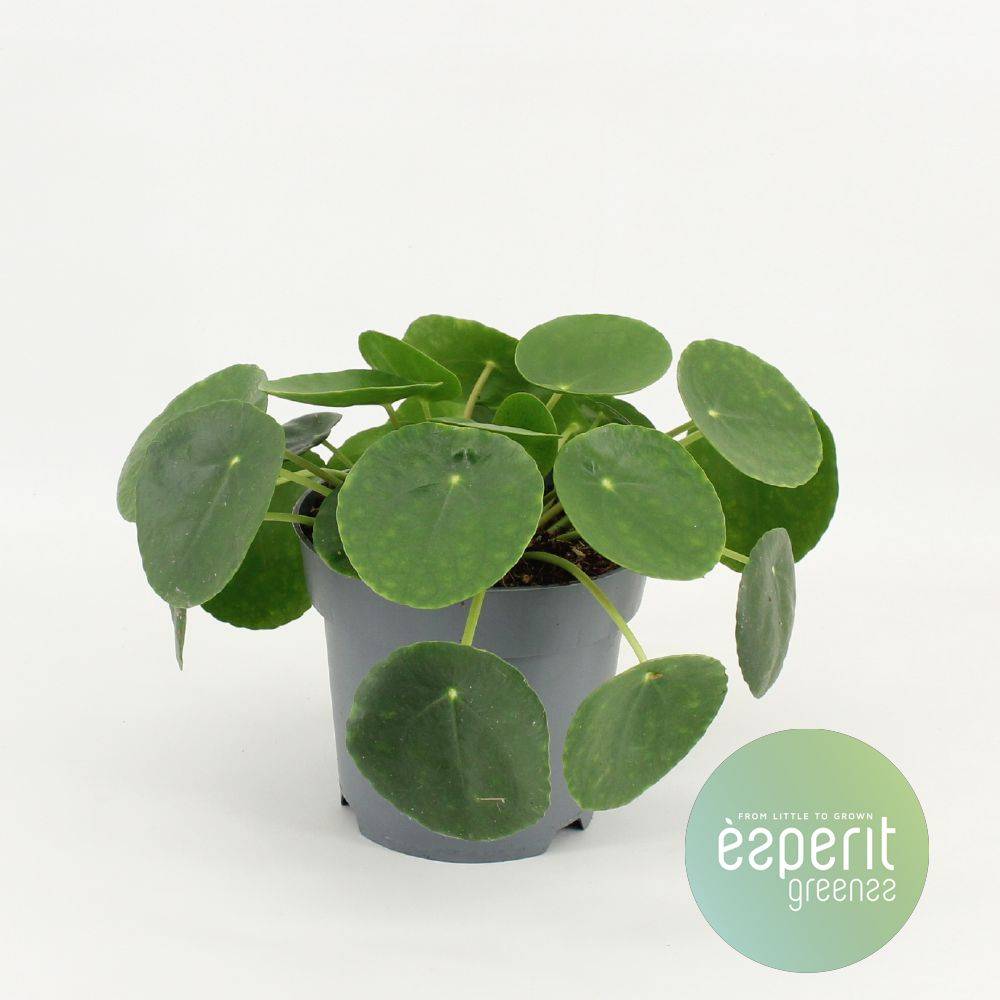 Ufopflanze (Pilea peperomioides) - Nachhaltige Zimmerpflanzen kaufen Botanicly Foto 2